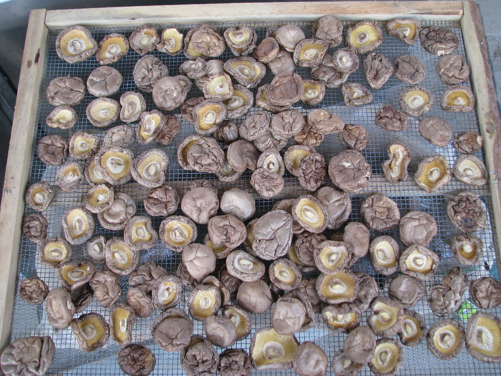 香菇烘干機 空氣能食用菌烘干機 小型烘干機